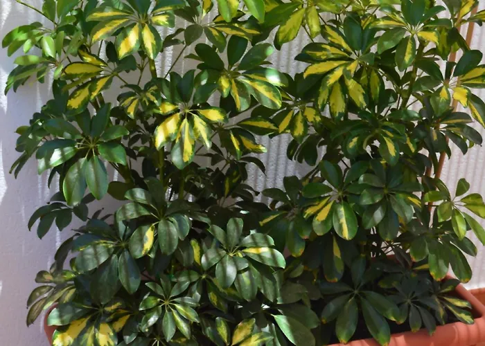 Mirafondo * Playa Honda (Lanzarote)