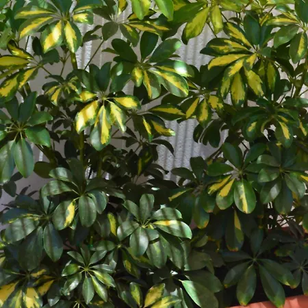 Mirafondo * Playa Honda